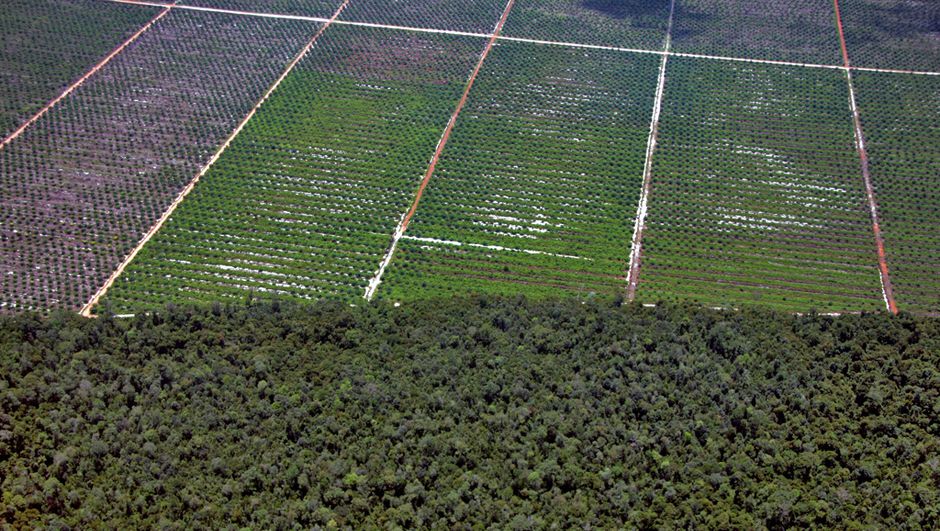 Aerial view of palm oil plantations encroaching on remnant rainforest in Borneo