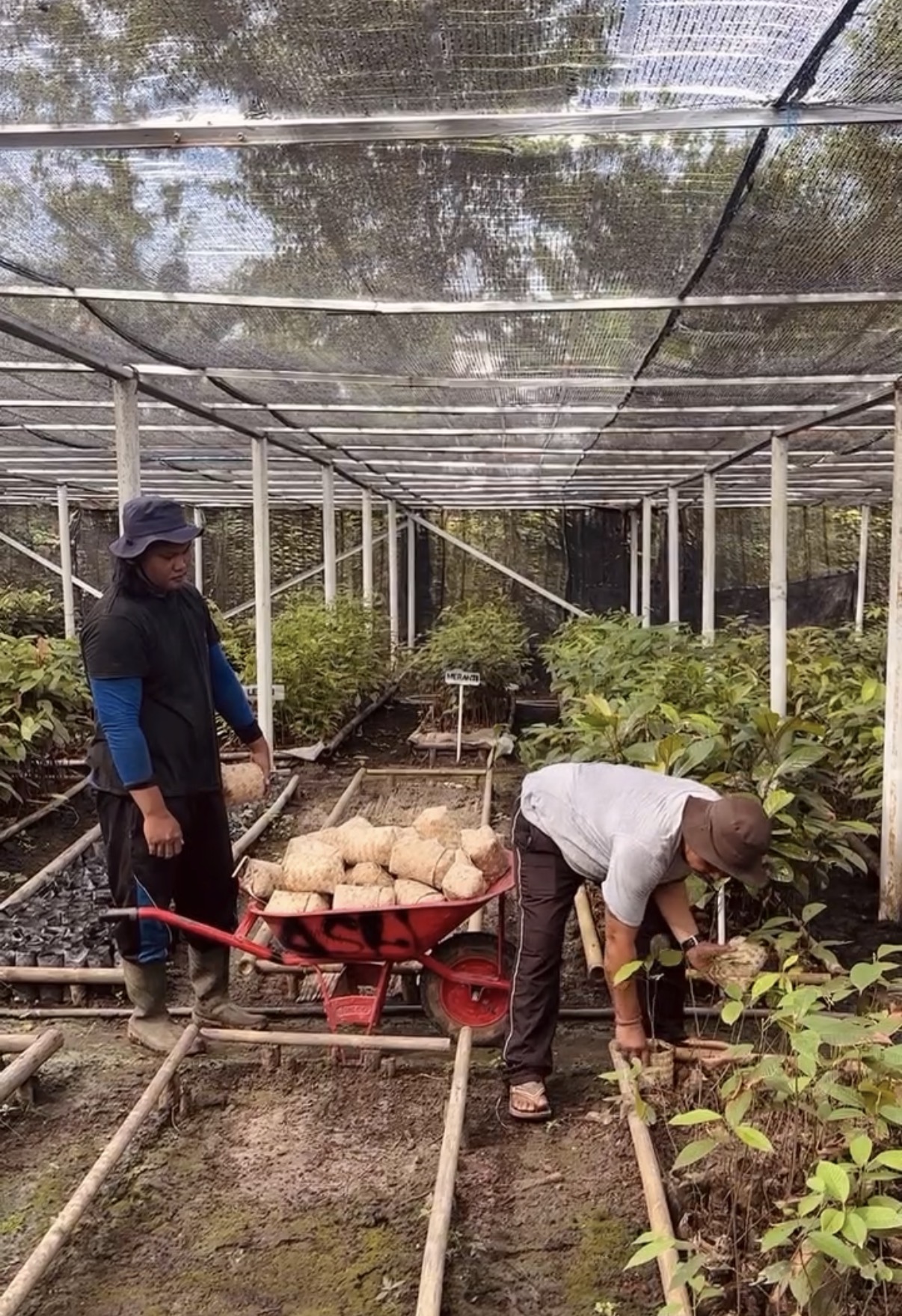 Community members at the ASRI nursery near Gunung Palung National Park, Borneo